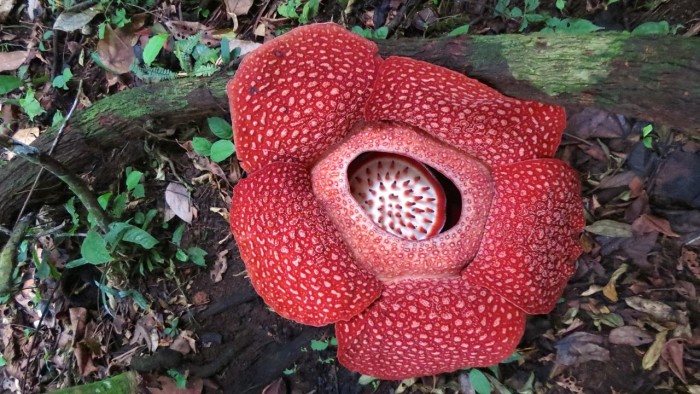 4-Bunga-Rafflesia-yang-baru-mekar-dengan-diameter-penuh-Haerudin-R.-Sadjudin-YABI-TFCA-Sumatra